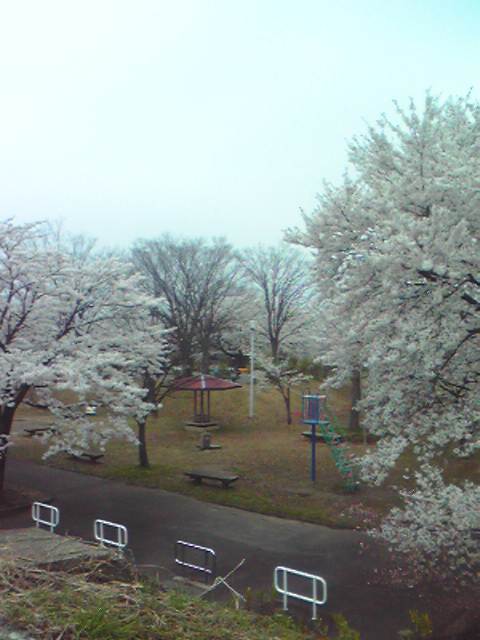 今宮公園の桜 0shを持って 近所を 歩いてみよう 楽天ブログ