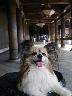 2012京都夏11.JPG