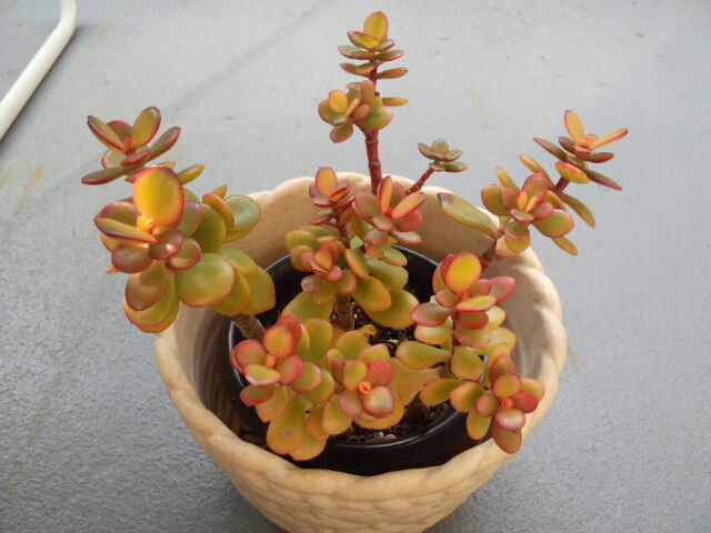 花月