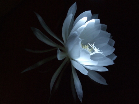 夢越行樹迷想録