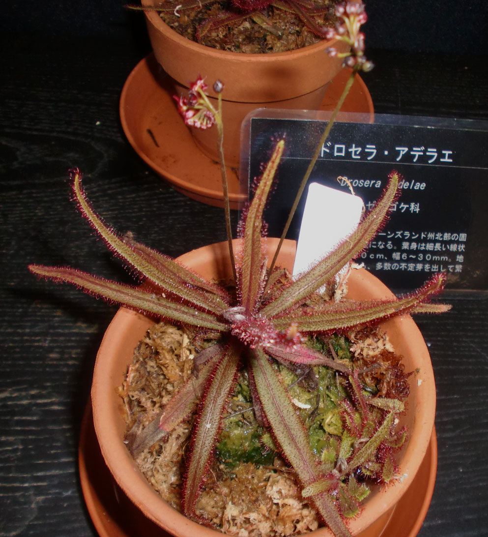 バンブーハウス 沖縄 熱帯花木 食虫植物10 ドラセラ アデラエ モウセンゴケ科 | 沖縄ヤンバルの里山 - 楽天ブログ