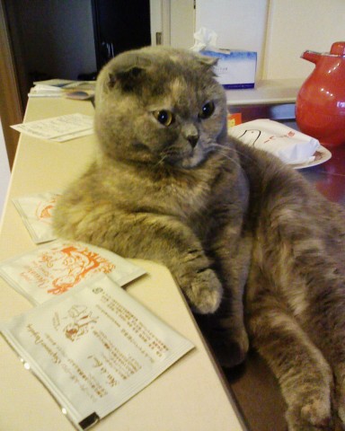 まったく親父みたい 愛すべき親父みたいな猫 最近の若い奴の言っている事は わかんねーよ どら猫散歩 楽天ブログ