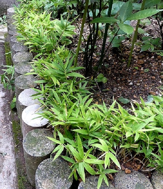 小隈笹(コグマザサ) 「楊貴妃」 楽天ブログ