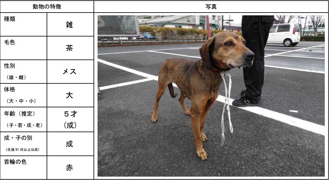 保護犬情報 雑種メス5才 米子市道笑町 ホテルサンルート米子 スタッフブログ 楽天ブログ