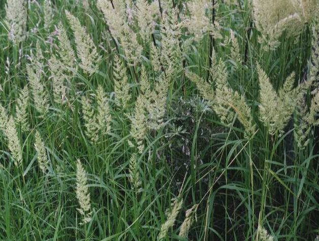 イネ科植物は人類にとって欠かせない存在 歌 と こころ と 心 の さんぽ 楽天ブログ