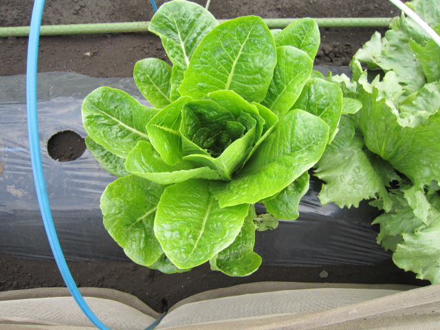 20120531ﾌﾚﾝﾃﾞｰ.jpg