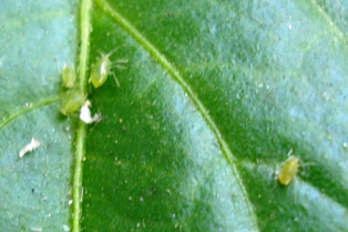 20120602 aburamushi on tougarashi tree 2.jpg