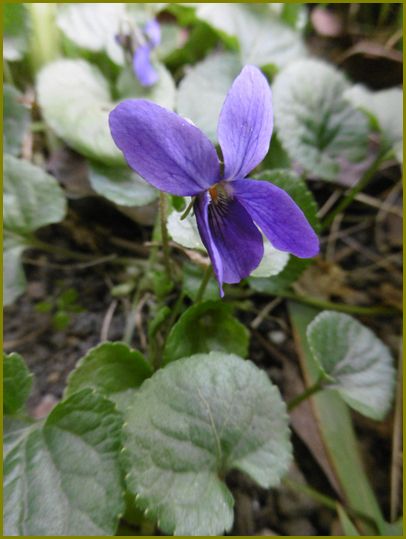 匂い菫辺り構わず愛想笑い♪ | 花の歳時記 （天南星の魅力＆山野草