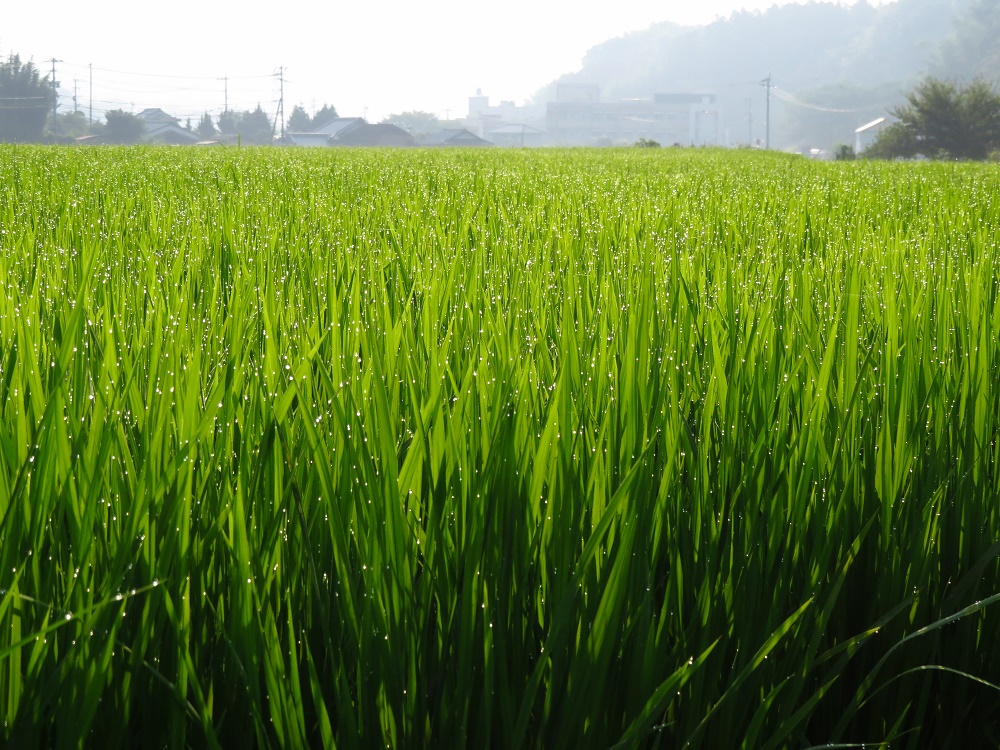 畑の野菜の水遣り 稲のおしっこ コマツナギ エントモファガ グリリ菌 アーモンド 大分金太郎の花鳥蝶月 楽天ブログ