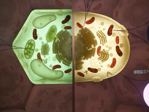 真核生物.jpg