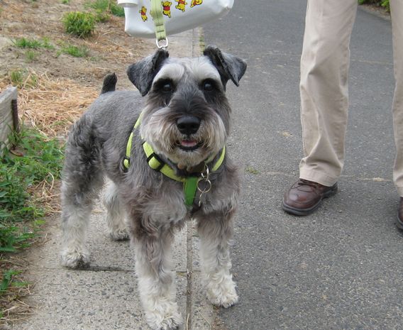 散歩中の犬を撮る 歌 と こころ と 心 の さんぽ 楽天ブログ