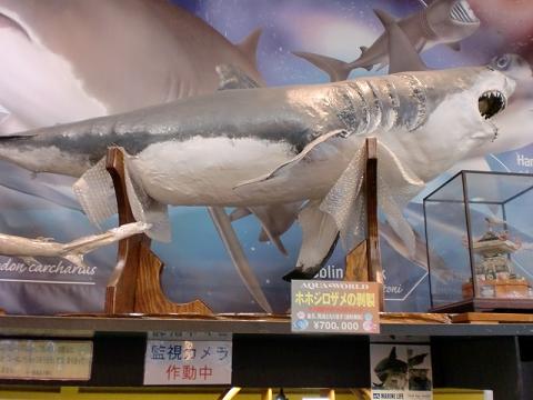 大洗水族館 サメのふしぎ展 | ☆ヨッキーのサメ好きブログ - 楽天ブログ