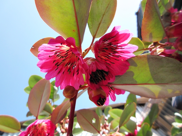 花が楽しい季節に ロドレイア満開 植木屋 ひとり親方のブログ 楽天ブログ