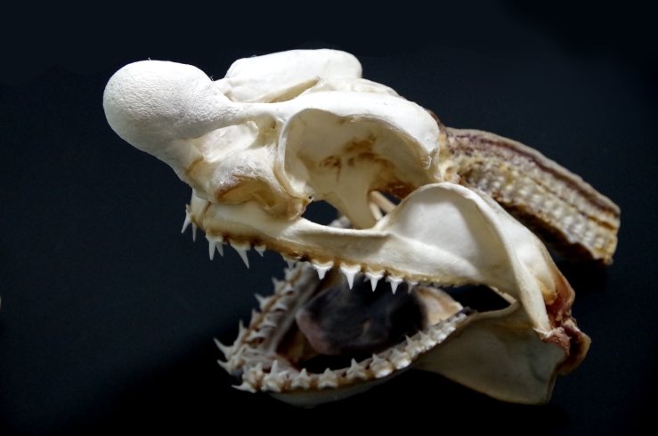 カグラザメ 頭骨 深海ザメの頭を骨だけにして標本にした結果・・・【エドアブラザメ