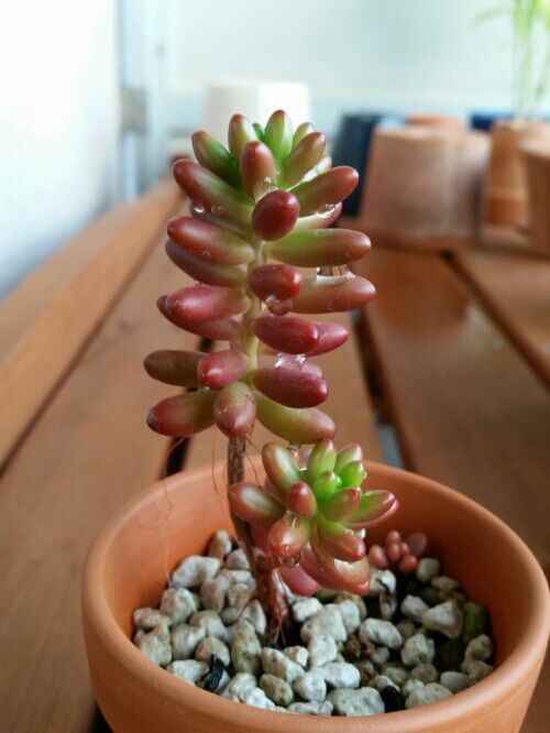 ☆ご確認用☆ 虹の玉　オーロラ 多肉アルバム⑯ 虹の玉、オーロラ、レッドベリー、虹の花