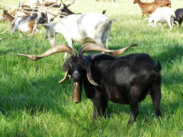 +0414  billy goat's horns.jpg