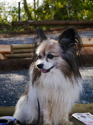 羊山公園7.JPG