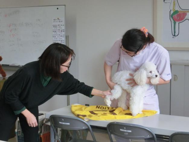 授業風景 動物看護学 保定を学ぶ 青森愛犬美容専門学院 楽天ブログ