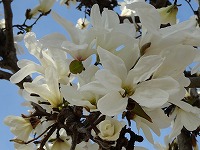 ３月８日の誕生花 コブシ 辛夷 の花言葉 歓迎 握りこぶしを開いた白い花の 愛らしさ 弥生おばさんのガーデニングノート 花と緑の365日 楽天ブログ