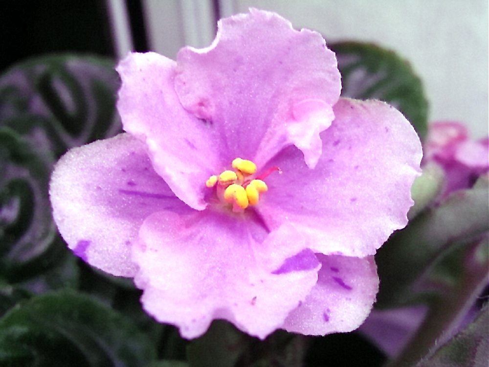 セントポーリア　Zaca's ette 初開花株 縞花 セントポーリア Zaca's ette 初開花株 縞花 セントポーリア Zaca's