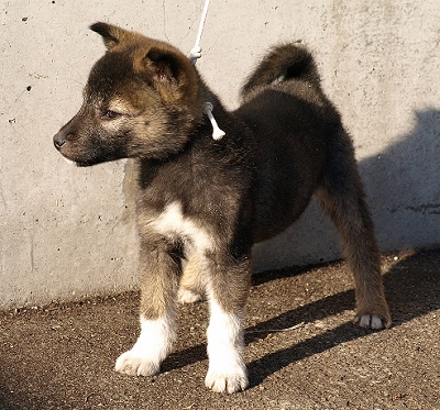 紀州犬の子犬 有色 胡麻毛 メス その１ 14年11月6日生まれ 12万円 計量計測データバンク とその情報 楽天ブログ