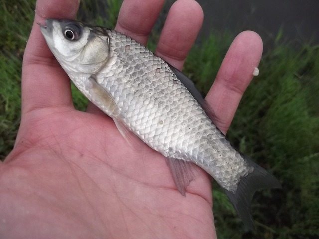 朝の小鮒釣り | よい川で釣りがしたい・・・それだけが願いです。 - 楽天ブログ