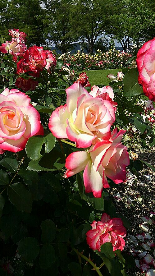 rblog-20160530214425-05.jpg