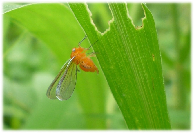 33 昆虫図鑑では テントウムシダマシ通信 自然農法の世界 虫と雑草と野菜とともに 楽天ブログ