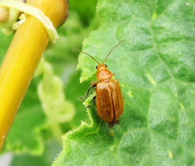 ウリハムシ 田舎でのんびり 楽天ブログ