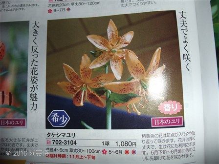 タケシマユリは日本のユリか 園芸侍の なんでも植物栽培記 楽天ブログ