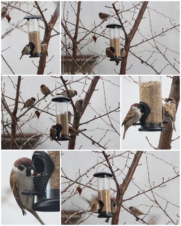 お庭は鳥のレストラン Zakkaな毎日 楽天ブログ