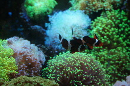 クマノミのパワーバランスに異変が 癒しのコーラルアクアリウム 楽天ブログ