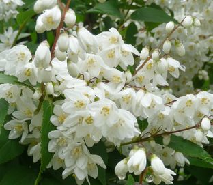 5月の庭の花3