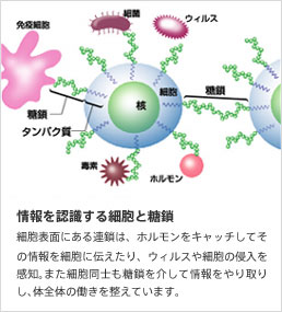 DNA糖鎖と発達障害 発達障害の腸内改善 楽天ブログ