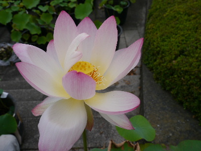 2012昭和記念公園6.JPG