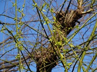 ３月１２日の誕生花 ヤナギ 柳 の花言葉 愛の悲しみ 風に流されるシダレヤナギの 憂い 弥生おばさんのガーデニングノート 花と緑の365日 楽天ブログ