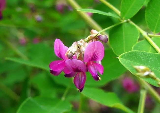 夏の終わりに咲いているお花たち ジュラのお散歩花日記 楽天ブログ