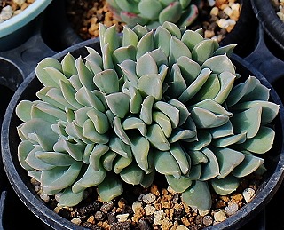 多肉植物 エケベリア Majesta マジェスタ綴化 多肉植物