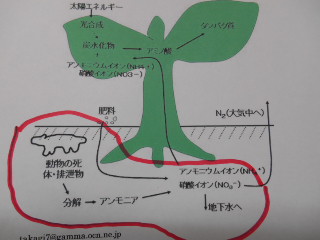 硝酸の図・赤丸