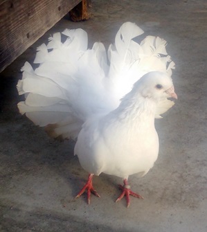 掛川花鳥園 ラブバードと香りと私 楽天ブログ