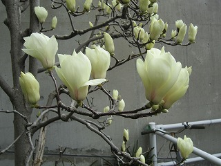 IMG_5532.jpg