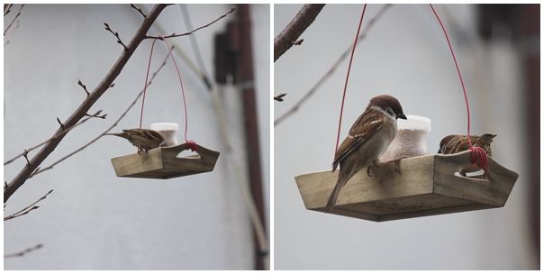 お庭は鳥のレストラン Zakkaな毎日 楽天ブログ