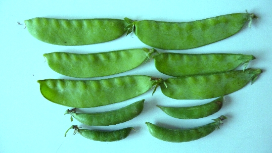 Saya2