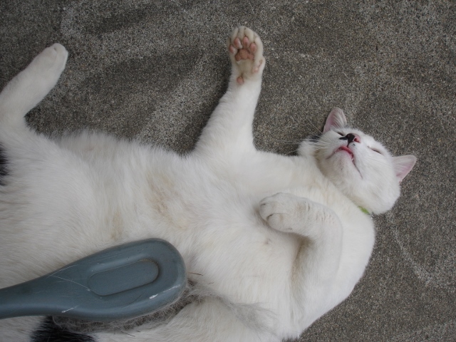 猫ちゃん