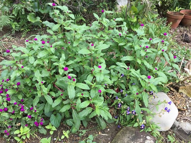 こぼれ種 Honobono花だより 楽天ブログ