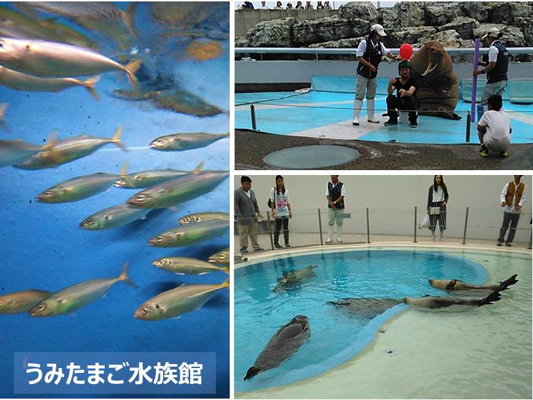 大分市観光 りゅうきゅう うみたまご さる の旅 エンジニアの週末家庭菜園 楽天ブログ