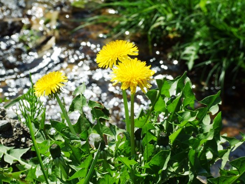 DSCF8486.JPG