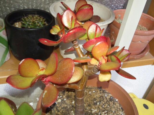 カネノナルキ(花月)紅葉