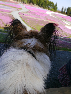 羊山公園5.JPG
