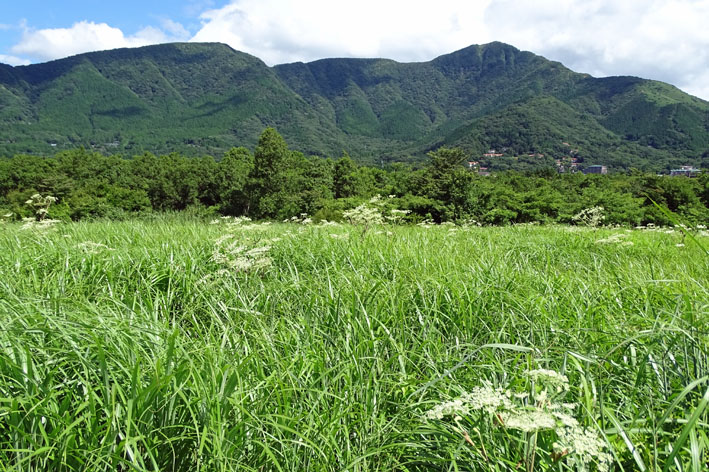 ｙ 夏のススキ原 世界の四季を訪ねて一句 楽天ブログ